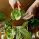 Illustration for article titled How to Make Money Selling Cuttings of Your Houseplants